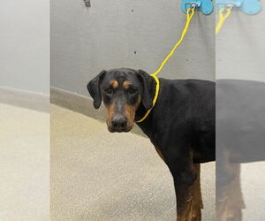 Doberman Pinscher-Unknown Mix Dogs for adoption in Las Vegas, NV, USA