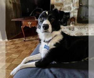Border Collie Dogs for adoption in Forest, VA, USA