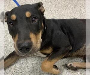Doberman Pinscher-Unknown Mix Dogs for adoption in Conroe, TX, USA