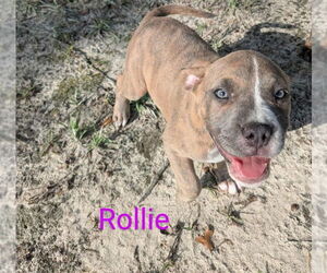 American Pit Bull Terrier Dogs for adoption in Wenonah, NJ, USA