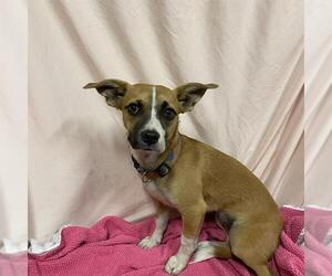 Mutt Dogs for adoption in Modesto, CA, USA