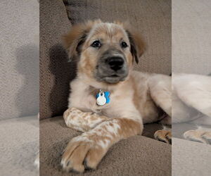 Great Pyrenees-Unknown Mix Dogs for adoption in Minneapolis, MN, USA