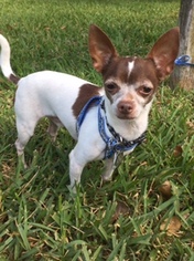 Medium Photo #1 Chihuahua Puppy For Sale in Davie, FL, USA
