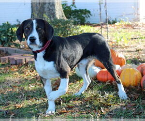 Beagle-Unknown Mix Dogs for adoption in Pryor, OK, USA