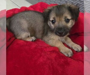 Chihuahua-Unknown Mix Dogs for adoption in Virginia Beach, VA, USA