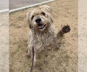 Miniature Schnauzer-Poodle (Miniature) Mix Dogs for adoption in Chula Vista, CA, USA