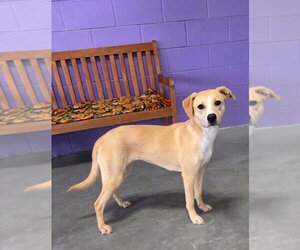 Labrador Retriever-Unknown Mix Dogs for adoption in Genesee, WI, USA