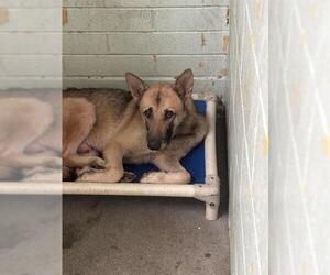 German Shepherd Dog Dogs for adoption in Stockton, CA, USA