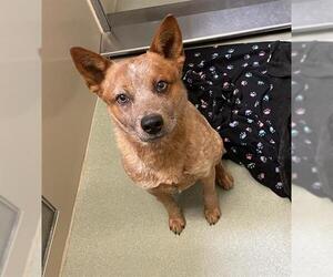 Mutt Dogs for adoption in Placerville, CA, USA
