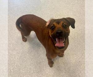 Rat Terrier-Unknown Mix Dogs for adoption in Toronto, Ontario, Canada