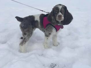 Cocker Spaniel Dogs for adoption in Bellbrook, OH, USA