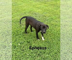 American Pit Bull Terrier-Labrador Retriever Mix Dogs for adoption in Topeka, KS, USA