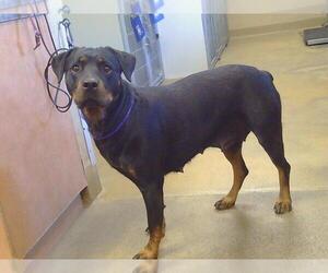 Rottweiler Dogs for adoption in Sacramento, CA, USA