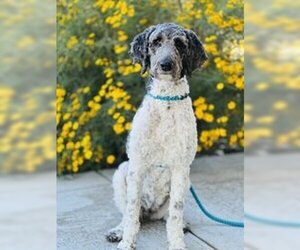 Poodle (Standard) Dogs for adoption in Salinas, CA, USA