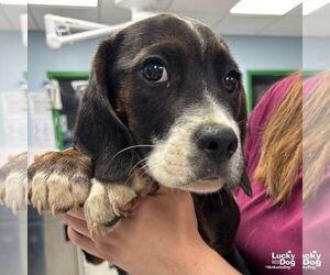 Border Collie-Unknown Mix Dogs for adoption in Washington, DC, USA
