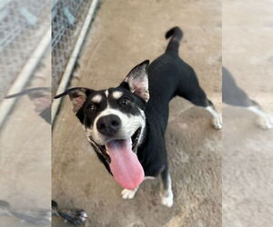 Shepweiller Dogs for adoption in Osgood, IN, USA