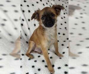 Pekingese Dogs for adoption in Sanford, FL, USA