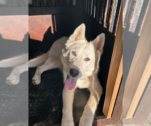 Huskies -Unknown Mix Dogs for adoption in San Francisco, CA, USA