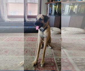 Anatolian Shepherd-Mastiff Mix Dogs for adoption in Bullard, TX, USA