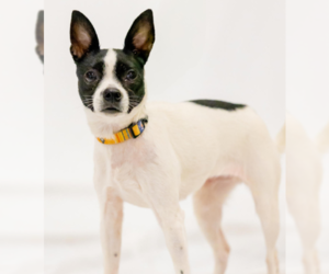 Boston Huahua Dogs for adoption in Brooklyn Center, MN, USA