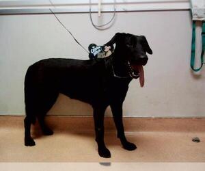 Labrador Retriever-Unknown Mix Dogs for adoption in Martinez, CA, USA