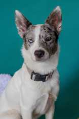Medium Photo #1 Alaskan Husky-Border Collie Mix Puppy For Sale in Visalia, CA, USA