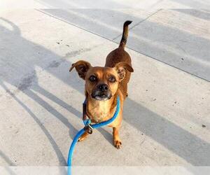 Chihuahua-Unknown Mix Dogs for adoption in Orange, CA, USA