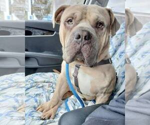 Bulldog-Unknown Mix Dogs for adoption in Crete, IL, USA