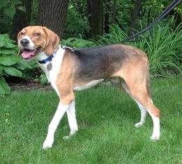 American Foxhound Dogs for adoption in Mankato, MN, USA