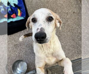 Mutt Dogs for adoption in Hilton Head, SC, USA