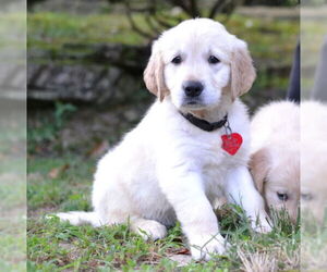 Golden Retriever Dogs for adoption in Germanton, TN, USA