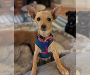 Chihuahua-Unknown Mix Dogs for adoption in Bellevue, WA, USA