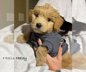 Siberian Husky-Unknown Mix Dogs for adoption in pomfret, CT, USA