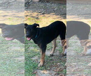 Australian Kelpie-German Shepherd Dog Mix Dogs for adoption in Lake Elsinore, CA, USA