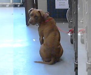 American Pit Bull Terrier Dogs for adoption in Fayetteville, NC, USA