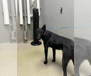 Mutt Dogs for adoption in Las Vegas, NV, USA