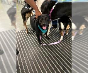 Mutt Dogs for adoption in San Martin, CA, USA