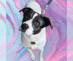 Bulldog-Pointer Mix Dogs for adoption in Rockville, MD, USA