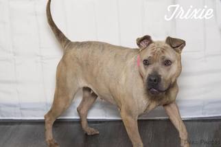 Chinese Shar-Pei Dogs for adoption in Beckley, WV, USA