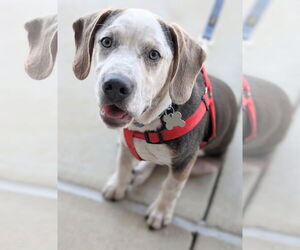 Mutt Dogs for adoption in Holly Springs, NC, USA