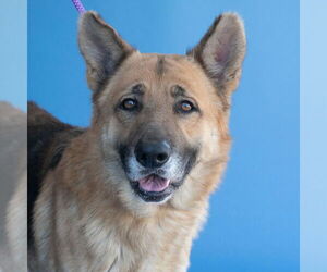 German Shepherd Dog Dogs for adoption in Pasadena, CA, USA