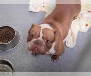 Staffordshire Bull Terrier-Unknown Mix Dogs for adoption in Orange, CA, USA