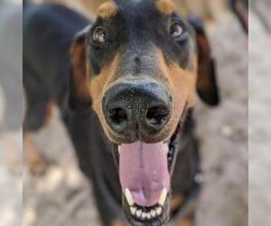Doberman Pinscher Dogs for adoption in Freeport, FL, USA
