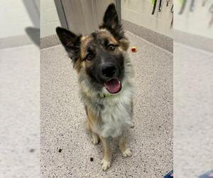 German Shepherd Dog-Unknown Mix Dogs for adoption in Brighton, CO, USA