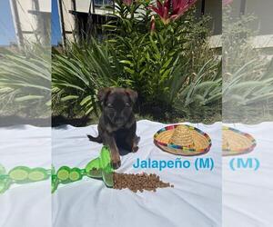 German Shepherd Dog-Unknown Mix Dogs for adoption in Incline Village, NV, USA