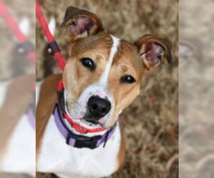 Jack Russell Terrier-Unknown Mix Dogs for adoption in Glen Allen, VA, USA