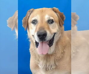 Labrador Retriever-Unknown Mix Dogs for adoption in Pasadena, CA, USA