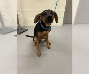 Mutt Dogs for adoption in Sanford, FL, USA