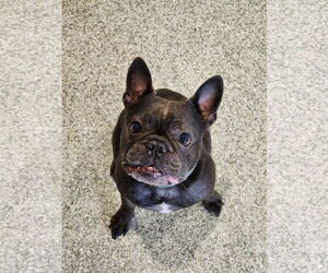 French Bulldog Dogs for adoption in St. Louis Park, MN, USA