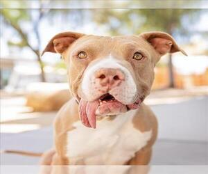 Mutt Dogs for adoption in Las Vegas, NV, USA